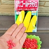 とうもろこしの栽培
