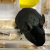 くろごまあん二世 217日目