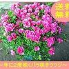 つつじの花が咲き始めている！