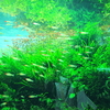魚座満月ハーベストムーン＆皆既月食〜新たなパラダイムへ〜