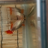 金魚のエア食いは勘違いしやすい