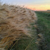 種落しと大麦の畦畔の草刈り