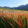 赤米の花見会・・・この週末です。