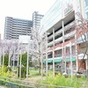 JR長岡京駅の桜。
