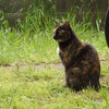 さび猫と自転車