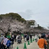 上野さくら祭りと「特別展東福寺」