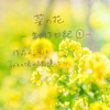 菜の花と革花制作日記 ①──子どもの頃の春の記憶から生まれる作品たち