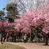 今週の桜＠井の頭公園