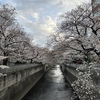 13回目の桜