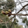 桜情報