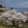 2017年今年を振り返る【のと鉄道の桜】