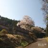 建中寺の桜[那須町芦野]