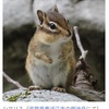 忍者スイング⑦        ニンジャの呼称