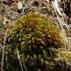 苔の探索 （その４）ヒノキゴケ