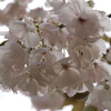 きれいに咲いた頃の桜公園の桜を載せました