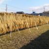 １回目の稲刈りと天日干しの結果です。倒れず干せてます♪