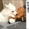 もちまろとコングの虎さん！（その４）