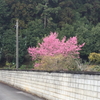 咲いた！咲いた！桜が咲いた。