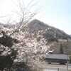 中央本線車窓の桜（Apr. 3, 2009）