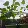 【ベランダ栽培】ナスの記録10