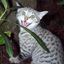 Invasive Cat’s blog