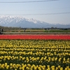 春の景色を楽しみに富山へ～その１～