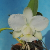 Cattleya walkeriana  f.alba 'Diamond Bright'  SM/JOGA
