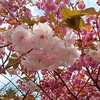 八重桜🩷🌸見てきたよ(ㅅ´꒳` )癒されましたァ*.+ﾟ