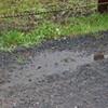 雨が上がり、「五月晴れ」に…。