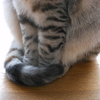 ほほう、これが生のカブリオールレッグか。