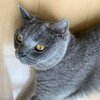 社長、島コテツ288(コテツ　猫　2歳)