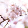 「小金井公園に行こう♪_#１５_AF Micro Nikkor 105mm F2.8D」_撮影特訓編