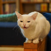 猫のニャー顔写真を撮る