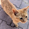 私の好きなネコの種類？　その答えは…