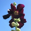 タチアオイの黒い花
