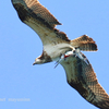 鳴門　ミサゴの持ってる魚