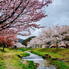 福島県の絶景　観音寺川の桜