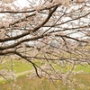 桜に奔走させてもらった幸せな時間　①