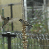 落花生　と　小鳥たち。