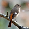 日本　自宅周辺の野鳥たち