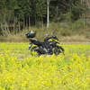 牡蠣買い出しへ～相生から夢前菜の花