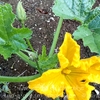 野菜たち・・