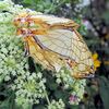 ニンジンの花にイシガケチョウが来たよ♪