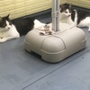 ベランダで、愛猫のコロコロを愛でる