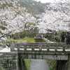 京都　桜　哲学の道～高瀬舟