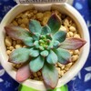 🌵多肉植物  秋の植え替え作業㉞🌵