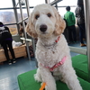 犬ものれる竜王ﾛｰﾌﾟｳｴｲ