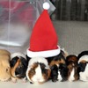モル・クリスマス♪