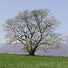 Mon.　岩手県・１本桜２