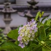 雨の紫陽花寺！Part8　EOS R7